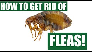 How To Get Rid Of Fleas Guaranteed 4 Easy Steps [upl. by Steffie]