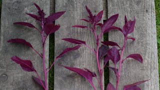 Pinching Amaranthus [upl. by Eisaj389]