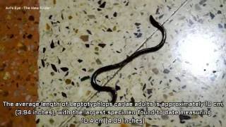 Worlds Smallest Snake  The Barbados Thread Snake [upl. by Studnia]