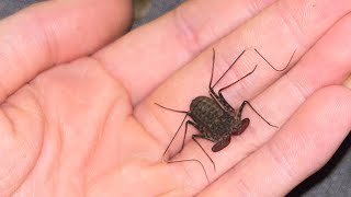 Care guide for a tailless whip scorpion🫶🏻 [upl. by Center]