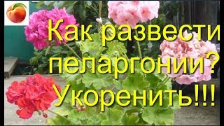 Пеларгония Герань Как осенью размножить черенками Pelargonium укоренение geranium variété [upl. by Jamin]