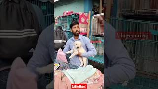 Pat Market Kolkata 😍lowest price puppy dogGallif Street dogs shorts viral dog dogs doglover [upl. by Helmer]