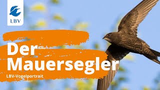 Der Mauersegler Apus apus  Steckbrief mit Gesang Vogelarten kennen lernen mit den Experten [upl. by Lectra]