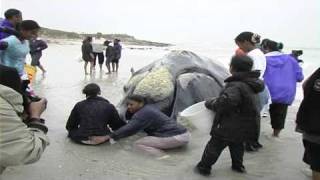 Exploding Southern Right Whale on beach near Cape Town  14 Sept 2005 [upl. by Lunnete]