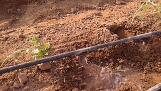 Gravity Drip Irrigation System at ARS Mandor [upl. by Martelli]