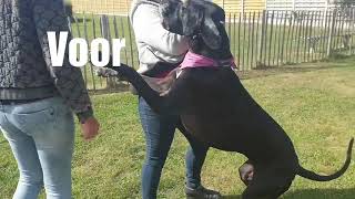 Dog blaft springt trekt en piept bij het zien van een andere hond [upl. by Oniram]