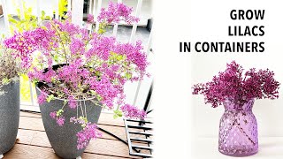 Grow Lilacs in containers  Shrubs in containers  Bloomerang Lilac [upl. by Sergo]