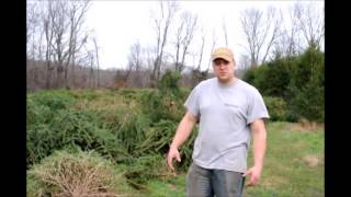 Replanting Christmas Trees in an Old Xmas Tree Field [upl. by Francklyn]