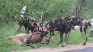 Wild Dog Kill South Africa Kruger Park [upl. by Anaz449]