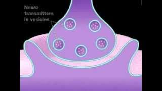 Neuronal Synaptic Cleft  A Level Biology [upl. by Joletta]