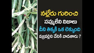 నల్లేరు ఉపయోగాలు  Nalleru Health Benefits in Telugu  Nalleru uses in telugu  nalleru plant [upl. by Ariaet]