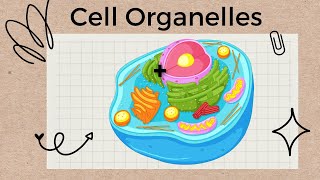 Cell Organelles and Structures  A Tour of the Cell [upl. by Freeland]