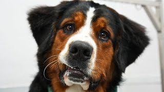 The sweetest souls to walk the earthBernese Mountain Dogs [upl. by Llewop966]