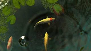 Koi Fish 3D Screensaver [upl. by Jonell]