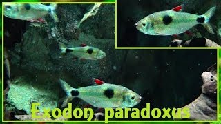 Exodon paradoxus  Müller amp Troschel 1844  Characidae  Bucktooth tetra  ParisFrance  122017 [upl. by Suolekcin78]