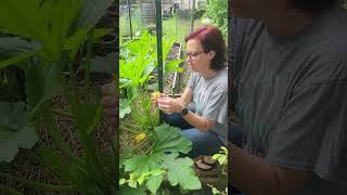 How to Pollinate Zucchini and Squash for a strong Harvest growsomefood gardening Zucchini squash [upl. by Doble]