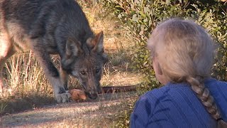 IN THE LAND OF THE WOLF with Gisèle Benoit Episode 33 – Pilgrims Among Wolves [upl. by Retrac446]