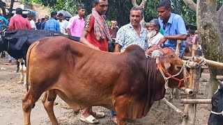 আজ ২ অক্টোবরquot২৪  নোয়াখালীর খামারী কেমন দামে খামার উপযোগী শাহীওয়াল জাতের ষাড় গরু কিনলেন [upl. by Raquel]