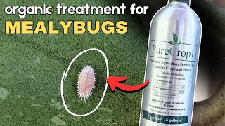 is it worth saving dealing with mealybugs and thrips [upl. by Adamis]