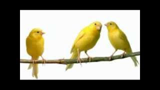 Kanarie fluit heel mooi  Nice singing Canary [upl. by Ariuqahs]