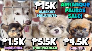 Arranque Pet Market Part 2  May 24 2023  Recto Manila [upl. by Hunsinger]