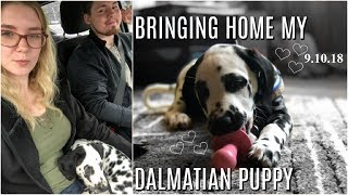 Bringing Home My Dalmatian Puppy VLOG  Olivia Rena [upl. by Barri]