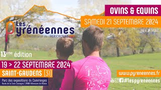 Les Pyrénéennes 2024  Ring 4  ovinséquins 21092024 [upl. by Yrome562]