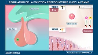 La régulation de la fonction reproductrice chez la femme [upl. by Ahtiek]