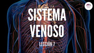 7 SISTEMA VENOSO ESTRUCTURA Y FUNCIÓN DEL SISTEMA CARDIOVASCULAR [upl. by Aitnohs969]