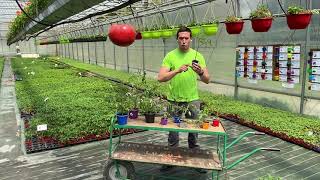 Voici comment produire de la tomate de A  Z pépinière repiquage entretien phytosanitaire [upl. by Akiem896]