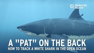 How to track a great white shark [upl. by Ruelle]