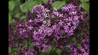 Bloomerang Dark Purple Reblooming Lilac [upl. by Beatty]