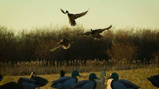 HIGDON OUTDOORS TV  912  TRAILER  quotMallards in Motionquot [upl. by Cleasta]