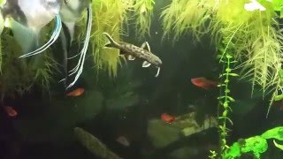 Synodontis Petricola in my planted 55 gallon aquarium [upl. by Basso]