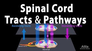 Sensory Tracts  Dorsal Column Medial lemniscus Pathway [upl. by Suitangi441]