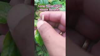 Long Pepper Health Benefits longpepper pipili plants ayurveda shorts spices [upl. by Jaala]