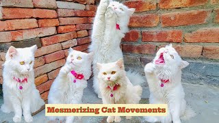 Mesmerizing Cat Movements Top 10 Ranked [upl. by Colas]