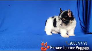 Biewer Terrier Puppies [upl. by Yenaj]