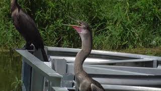 Birds Keeping Cool  Gular Fluttering  Lake Apopka Wildlife Drive [upl. by Arvie]