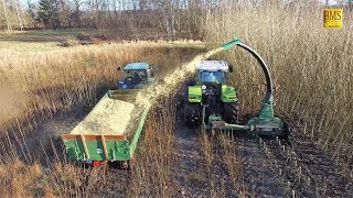 Energieholz  Kurzumtriebsplantage  Holzernte  häckseln mit Claas Ares und John Deere 2650 [upl. by Atiuqcaj]