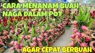 CARA MENANAM BUAH NAGA DALAM POT AGAR CEPAT BERBUAH DI HALAMAN RUMAH [upl. by Collis]