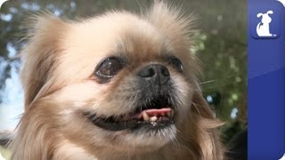 Doglopedia  Pekingese [upl. by Orel]