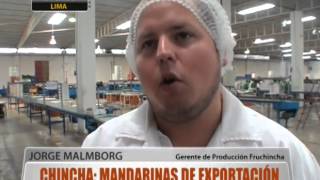 Chincha mandarinas de exportación [upl. by Amiel]