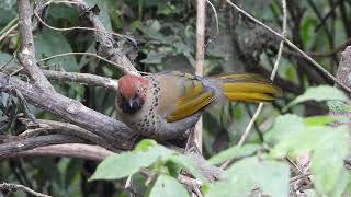 Chestnut crowned laughing thrush [upl. by Pepin]