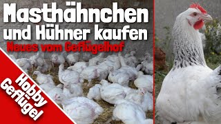 Masthähnchen und Hühner kaufen  Neues vom Geflügelhof [upl. by Ejrog]