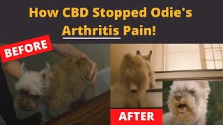 How CBD helps dogs with Arthritis [upl. by Stanly]