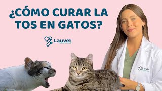 Leucemia felina en los gatos  síntomas tratamiento prevención [upl. by Annawd]