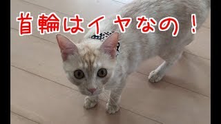 外して外して外して！初めての首輪を嫌がる猫 [upl. by Aglo]