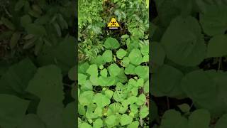 Never touch this plant gympie gympie 🧐 viralvideo shortsvideo shortsfeed plants [upl. by Alleirbag]