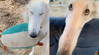 Meet Eris The Dog With The World’s Longest Snout At 12 2 Inches [upl. by Catherin]